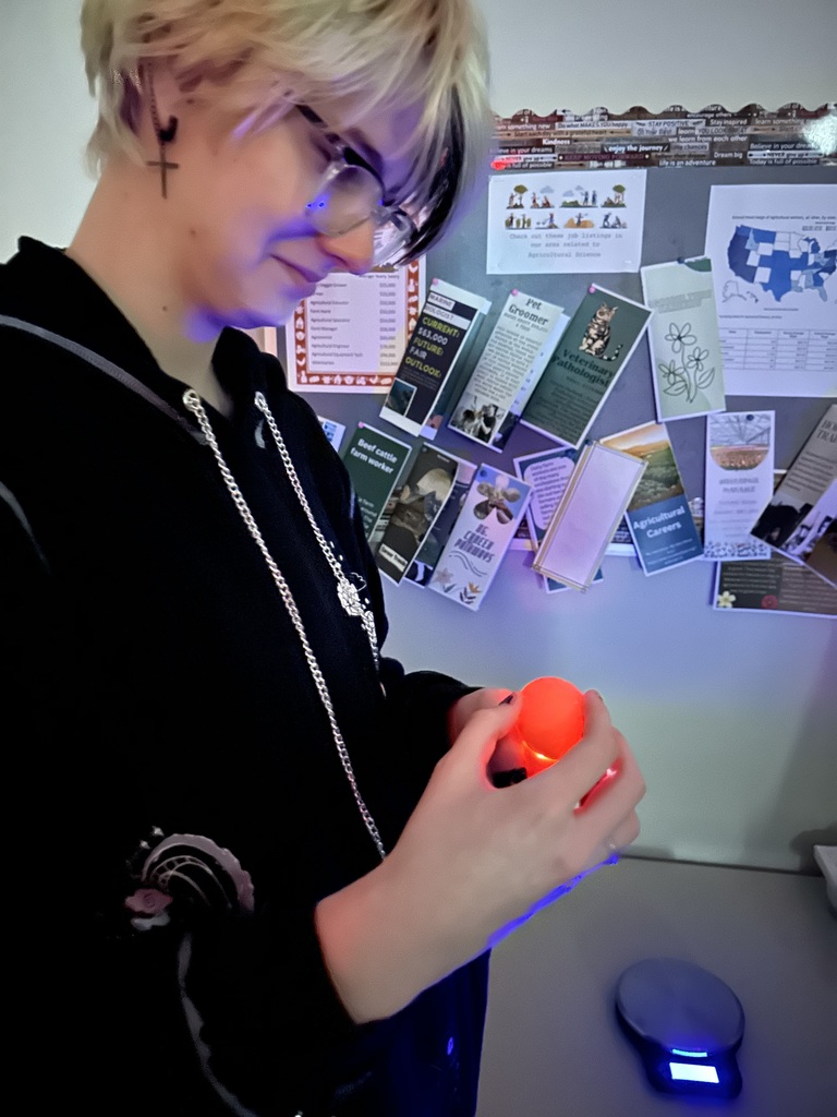 An Agricultural Science student candling an egg.
